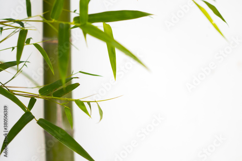 background texture nature bamboo tree with leaf  herbal flora of asia decoration postcard style on white 