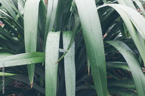 Close up raindrops on New Zealand flax