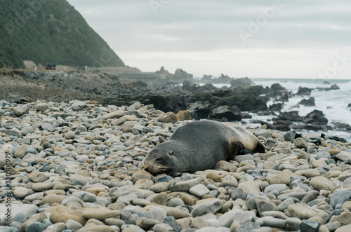 Seal resting on rocks by ocean