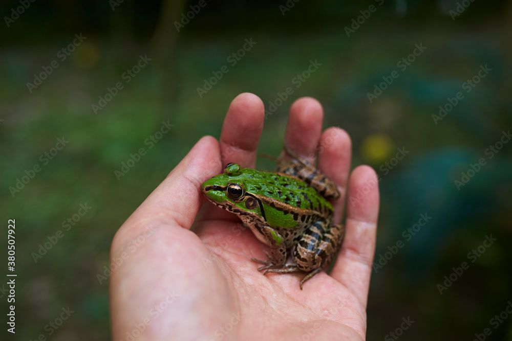 green frog in hand green frog in hand