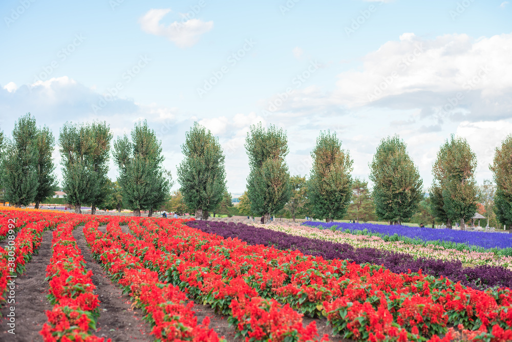 Field of red, purple flowers and trees with blue sky Field of red, purple flowers and trees with blue sky