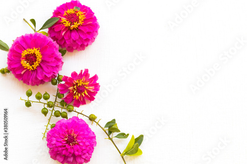 colorful pink flowers zinnia local flora of asia arrangement flat lay postcard style on background white wooden