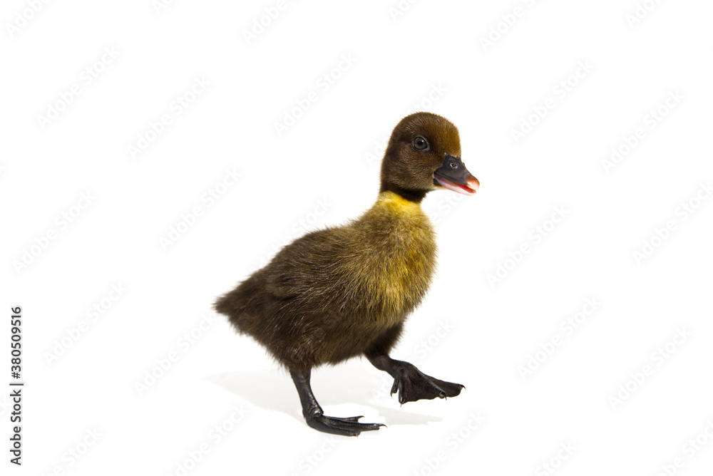 Obraz premium NewBorn little Cute brown or black duckling isolated on white.