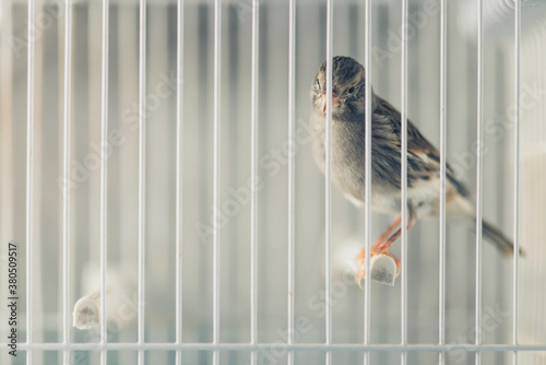 Canary bird locked in the cage photo