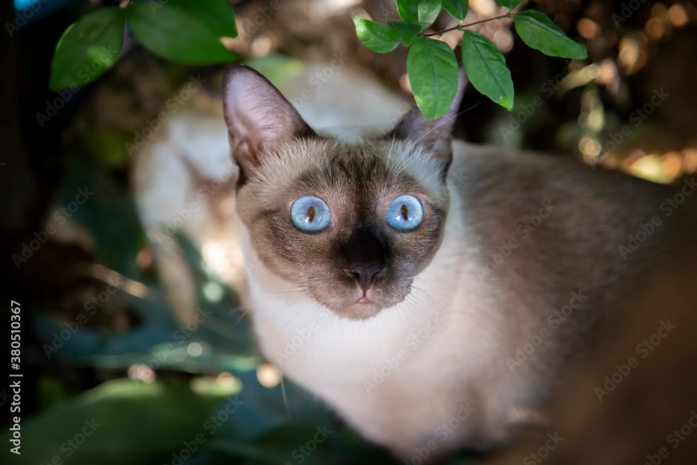 Siamese cat are sitting in the garden with green grass. Thai cat with blue eye are looking at something in the morning.