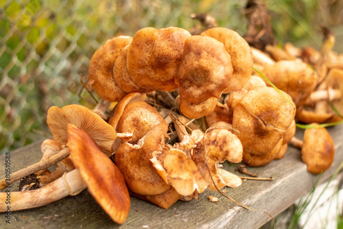 Mushrooms are of different sizes on a wooden surface. 