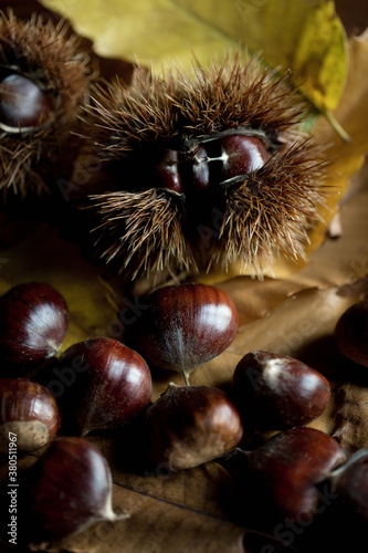 Chestnuts on chestnut tree leaves