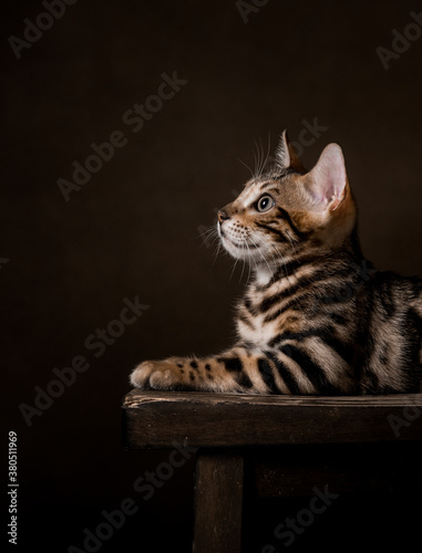 Wallpaper Mural Pure breed Bengal male kitten/cat	 Torontodigital.ca