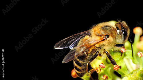 Bee sucking polem from a flower on a black background with selective focus and macro