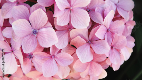 Close-up of Hydrangea macrophylla flowers with beatiful colors and detail