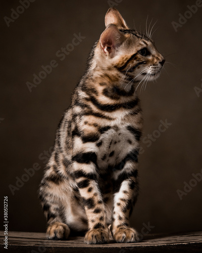 Wallpaper Mural Pure breed Bengal male kitten/cat	 Torontodigital.ca