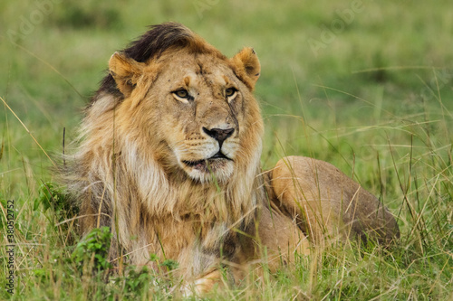 Lion