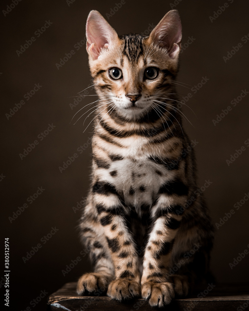 custom made wallpaper toronto digitalPure breed Bengal male kitten/cat	