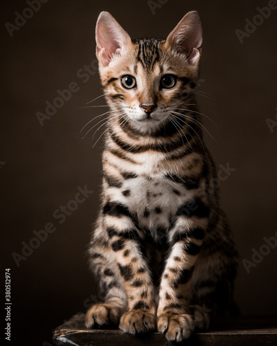 Wallpaper Mural Pure breed Bengal male kitten/cat	 Torontodigital.ca