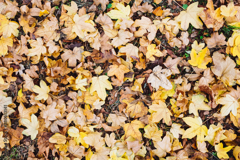 Leafs on the ground. Fall Leafs on the ground. Fall