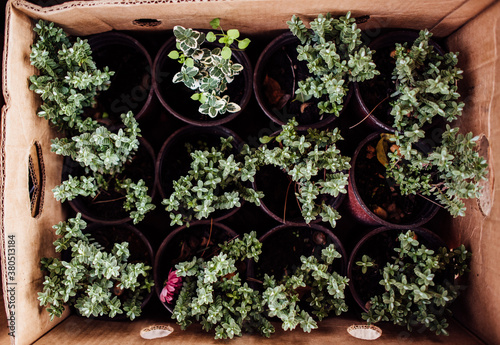 Top view of plants in the pot photo