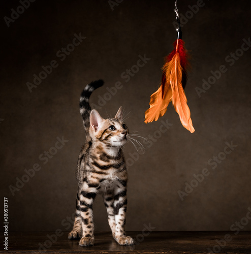 Wallpaper Mural Pure breed Bengal male kitten/cat playing with a toy Torontodigital.ca