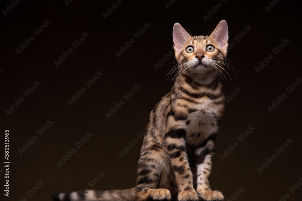 Pure breed Bengal male kitten/cat	