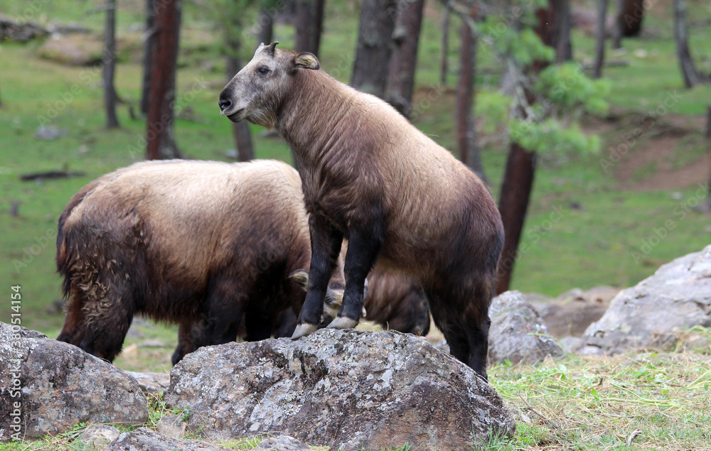 The takin, also called cattle chamois or gnu goat, is a goat-antelope found in the eastern Himalayas and this one in Bhutan. The takin, also called cattle chamois or gnu goat, is a goat-antelope found in the eastern Himalayas and this one in Bhutan.