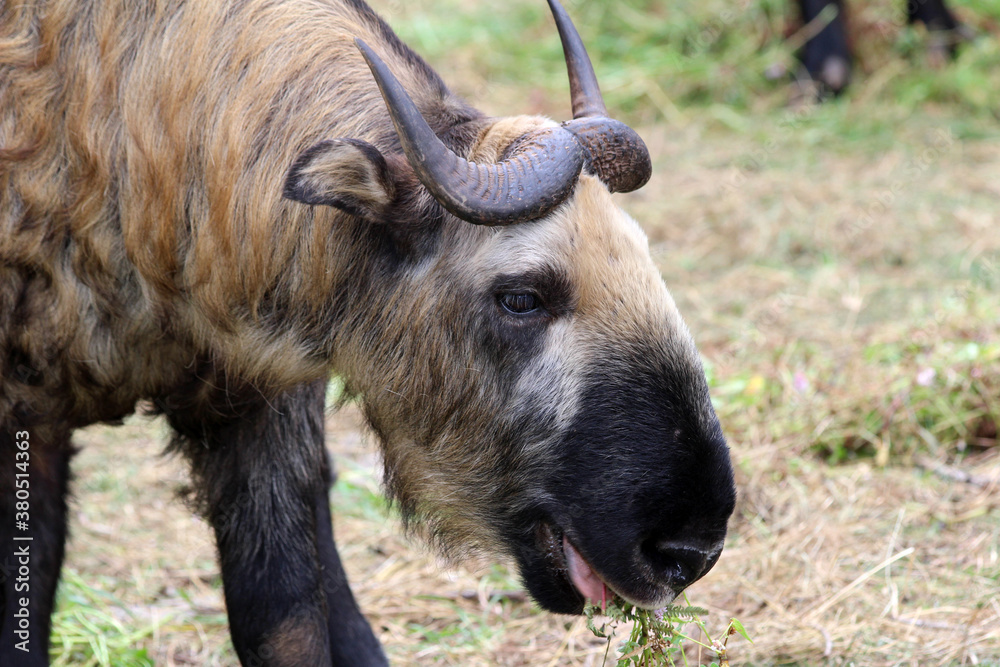 The takin, also called cattle chamois or gnu goat, is a goat-antelope found in the eastern Himalayas and this one in Bhutan. The takin, also called cattle chamois or gnu goat, is a goat-antelope found in the eastern Himalayas and this one in Bhutan.