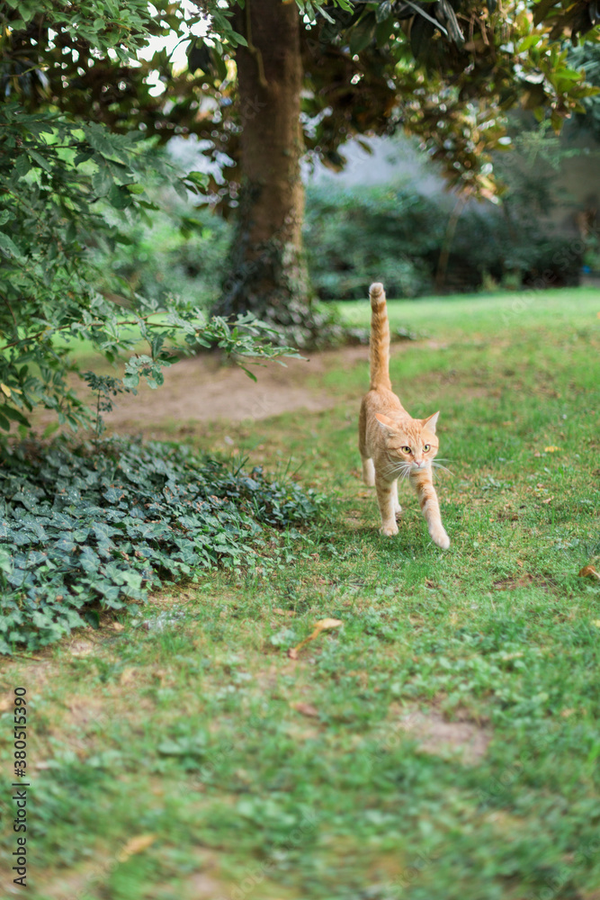 Adult striped red cat walking in the grass in garden with erect tail Adult striped red cat walking in the grass in garden with erect tail
