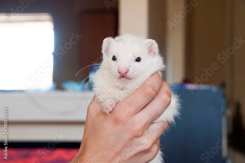 Fluffy white ferret in his owner's hands photo