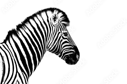 One zebra white background isolated closeup side view, single zebra head profile portrait, black and white art photography, striped animal pattern, african wild nature monochrome wallpaper, copy space