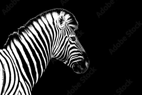 One zebra black background isolated closeup side view, single zebra head profile portrait, black and white art photography, striped animal pattern, african wild nature monochrome wallpaper, copy space