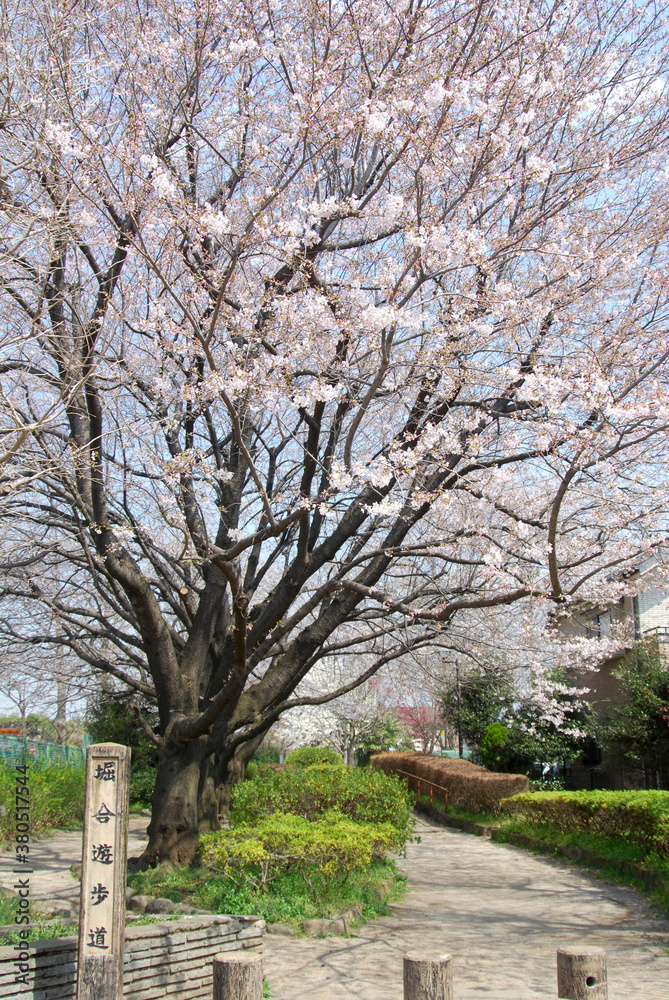 掘合遊歩道の桜（東京都三鷹市）