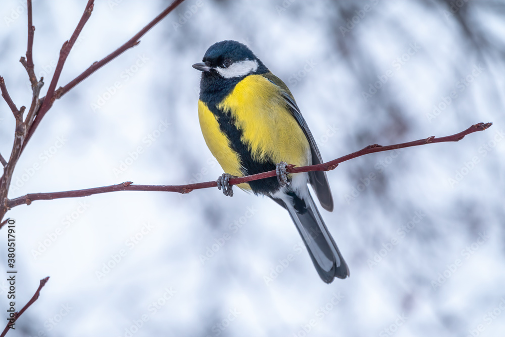 Cute bird Great tit, songbird sitting on a branch without leaves in the autumn or winter. Cute bird Great tit, songbird sitting on a branch without leaves in the autumn or winter.