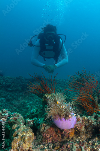 Wallpaper Mural Scuba diver observing little orange clownfish under the sea in Thailand Torontodigital.ca