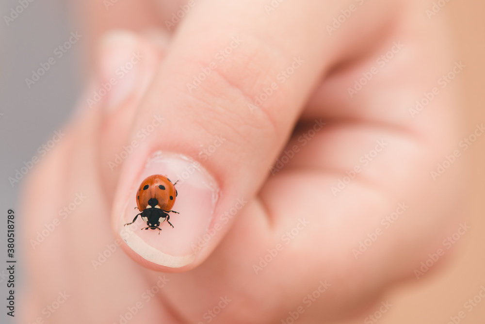 Catching Ladybugs Catching Ladybugs