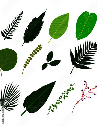 Hand drawn illustrations of different kinds and colors of leaves in vector format.