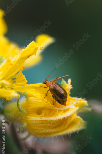 Leaf beetle eating cucumber flower photo