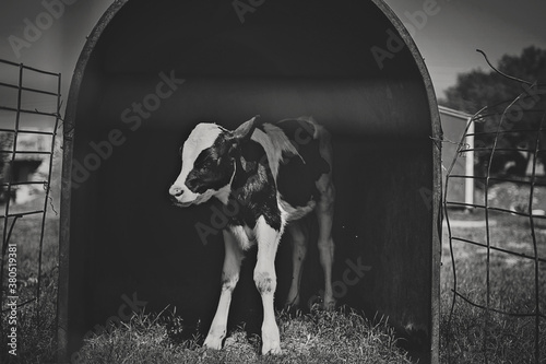 Baby holstein calf