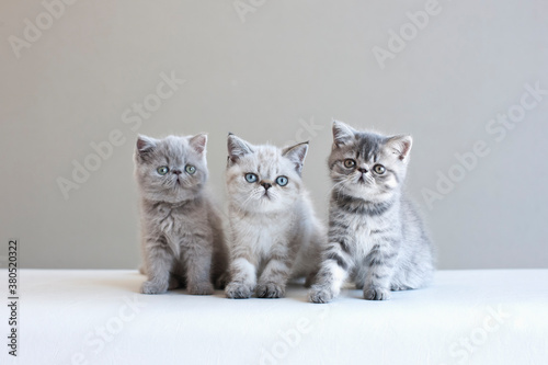 Three Kittens