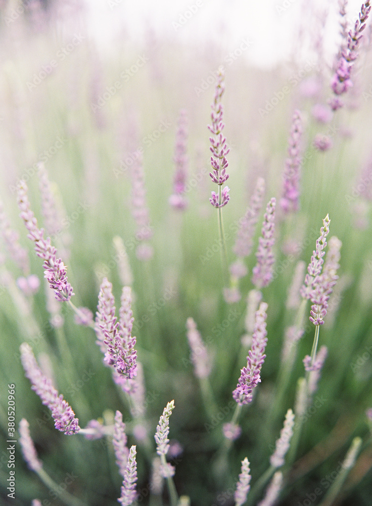 Spring lavender Spring lavender