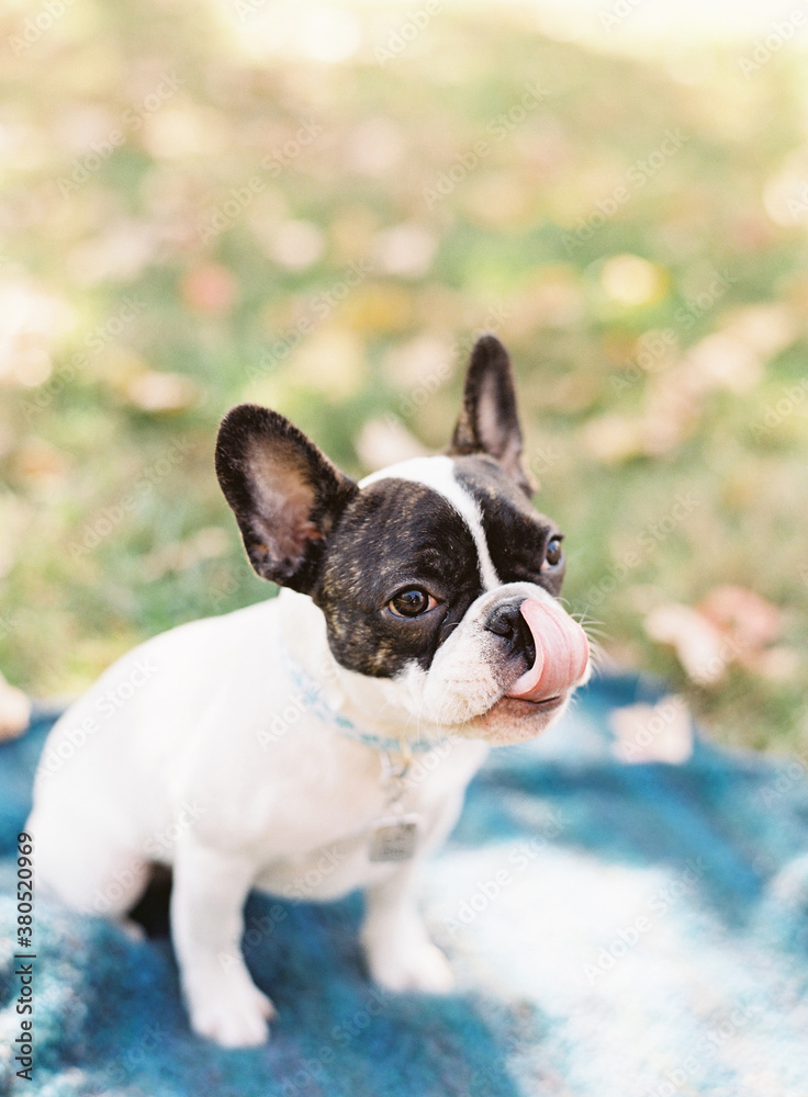 Hungry French Bulldog Hungry French Bulldog