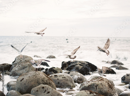 Seagulls flying by shore