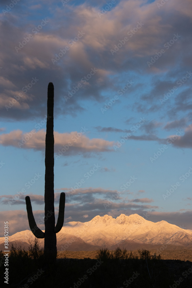 Saguaro silhouette with snow covered mountains