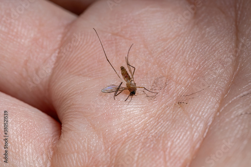 Culicine Mosquitoe of the Genus Culex photo