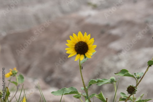 yellow flower