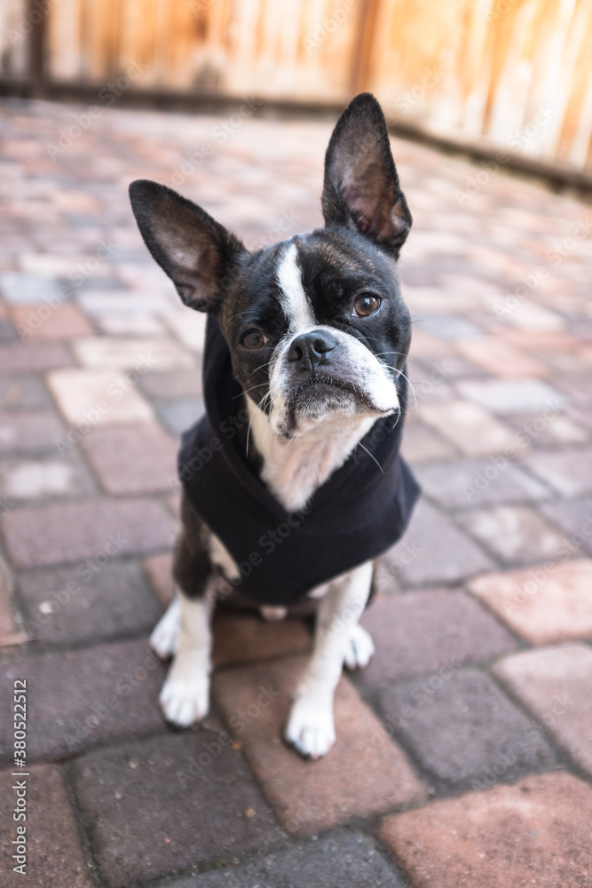Bruce the Boston Terrier/Pug kicking it in a hip hoodie. Bruce the Boston Terrier/Pug kicking it in a hip hoodie.