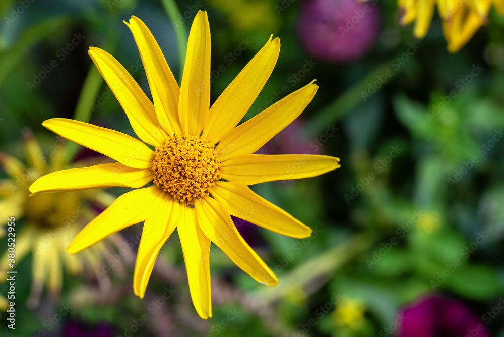 Yellow Heliopsis flower in the garden, background. Yellow Heliopsis flower in the garden, background.
