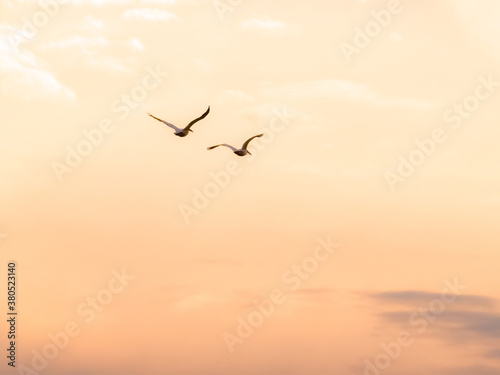 Two white pelicans flying in a pastel sunset sky at Cherry Creek SP, Colorado