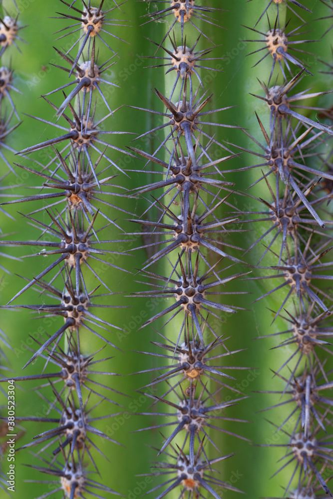 cactus thorns