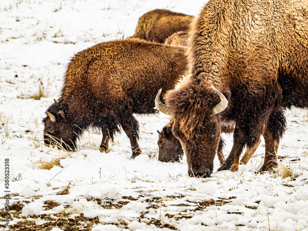Several bison grazing on snow-covered ground, Rocky Mountain Arsenal NWR, Colorado Several bison grazing on snow-covered ground, Rocky Mountain Arsenal NWR, Colorado
