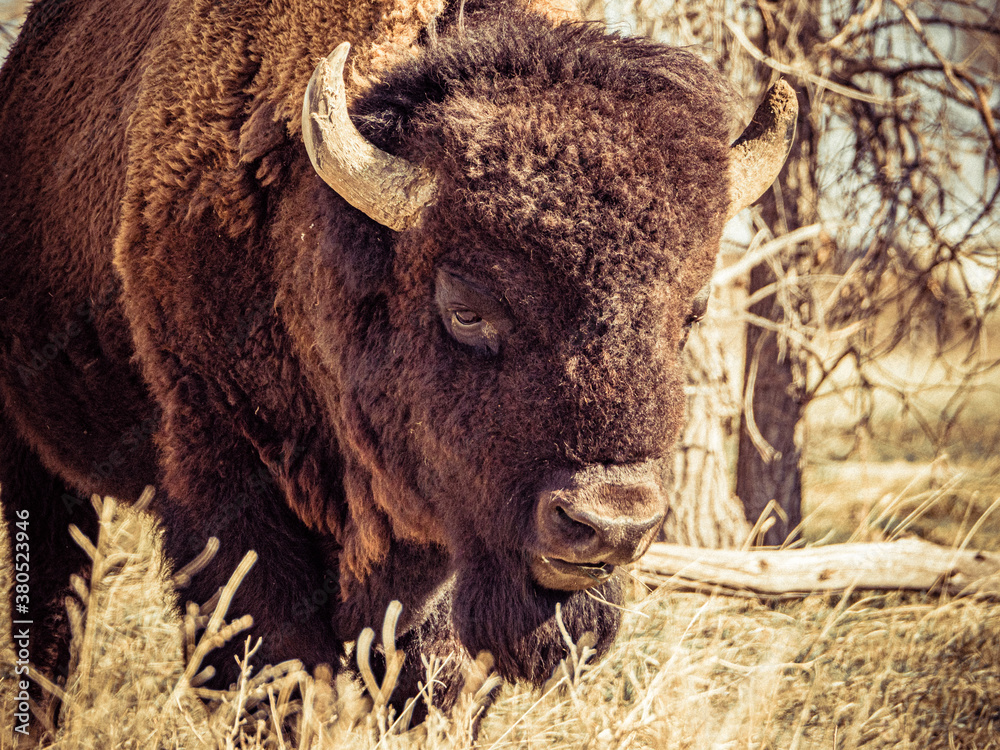 Looking into face of a bison at Rocky Mountain Arsenal NWR Looking into face of a bison at Rocky Mountain Arsenal NWR