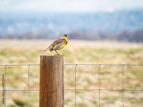 Western Meadowlark singing from a fence post in Rocky Mountain Arsenal NWR photo