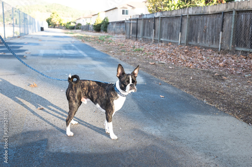 Bruce the Boston/Pug on the trail photo